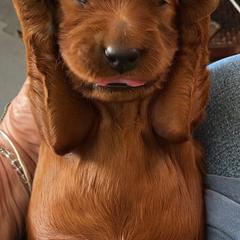 Irish Setter Puppies from Rumraisin Irish Setters