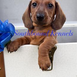 Navy - Red male Dachshund puppy in Leoma, Tennessee from Southbound Kennel