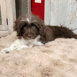 Poppy (reduced) - Brown and white female Aussiedoodle puppy in Valdosta, Georgia from Designer Doodles of South GA