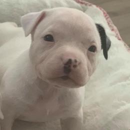 American Bully Puppies from Impressive Kennels