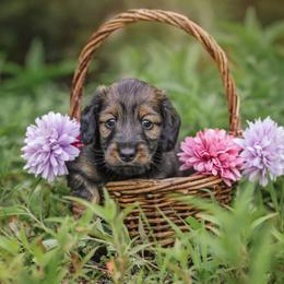 Lucy - Red female Dachshund puppy in Danbury, New Hampshire from Maplewood Mountain Farm
