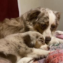 Oakley - Australian Shepherd