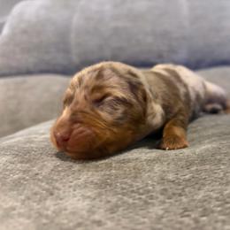 Briar - Dapple male Dachshund puppy in Dinwiddie, Virginia from White Oak Kennels