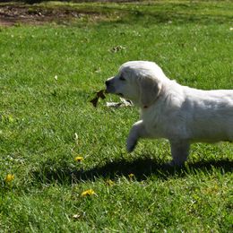 Golden Retriever Puppies from Ike Jon Goldens