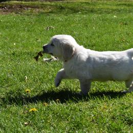 Golden Retriever Puppies from Ike Jon Goldens