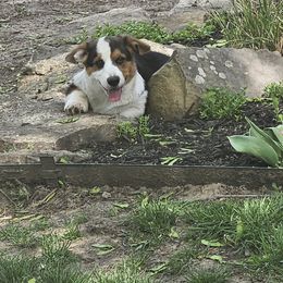 Cardigan Welsh Corgi Puppies from Cardigan Cottage