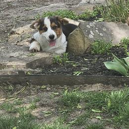 Cardigan Welsh Corgi Puppies from Cardigan Cottage