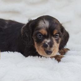 Dachshund Puppies from Little Loves