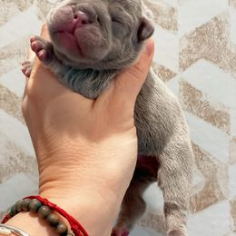 Girl 2 - French Bulldog puppy in New York from Lady French