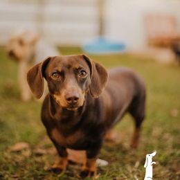 Hazel - Dachshund
