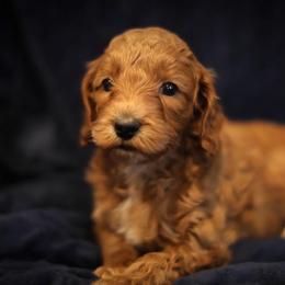 Australian Labradoodle Puppies from Majestic Labradoodles