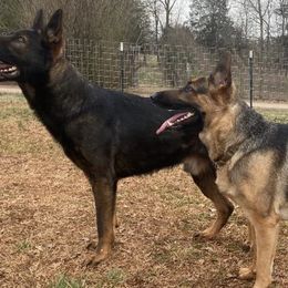 German Shepherds from Living Waters Shepherds