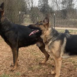 German Shepherds from Living Waters Shepherds