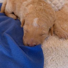 Boy 3 - Yellow and white male Bernedoodle puppy in Gilbert, Arizona from LittleLegacyDoodles