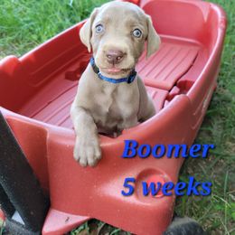 Navy Collar Male - Boomer - Weimaraner puppy from Desert Rose Weimaraners