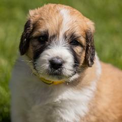 Bernedoodle, Saint Berdoodle, and Sheepadoodle Puppies from Yankee Doodle Puppies