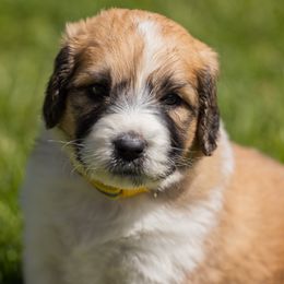 Bernedoodle, Saint Berdoodle, and Sheepadoodle Puppies from Yankee Doodle Puppies