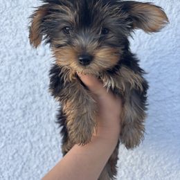 Yorkshire Terrier Puppies from MF_Yorkies