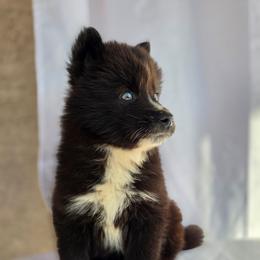Ymir - Black and white male Siberian Husky puppy in Buckeye, Arizona from Anime Huskies