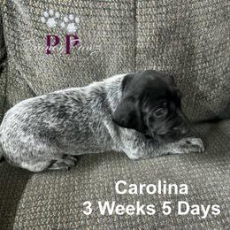 Carolina - Black and white female German Shorthaired Pointer puppy in Columbus, Nebraska from Prancy Pawz