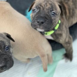 American Bully and American Pit Bull Terrier Puppies from Terminal Velocity Kennels LLC