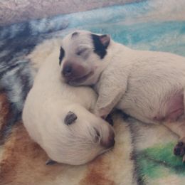Australian Cattle Dog Puppies from Cindy McKinney's Australian Cattle Dogs