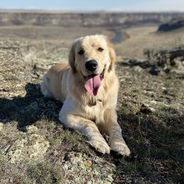 Ranger  - Golden Retriever