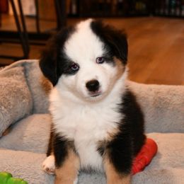 Boy 4, Fisher - Black tri male Toy Australian Shepherd puppy in Bristow, Iowa from Pine Ridge Toy Aussies
