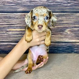 Suki - Chocolate and tan Dachshund puppy in Merced, California from The Graceful Dachshund Kennel