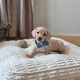 AKC Meet Greyson :) - Cream male Dachshund puppy in Centerville, Iowa from Barnyard Dachshunds, Dals & Doodles