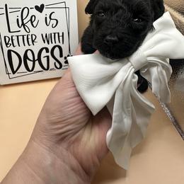 Cashmere - Black & tan tri-color female Maltipoo puppy in Apple Valley, California from Boujeepups