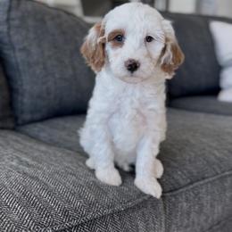 River - Red  male Goldendoodle puppy in St George, Utah from Doodle Bears of Southern Utah