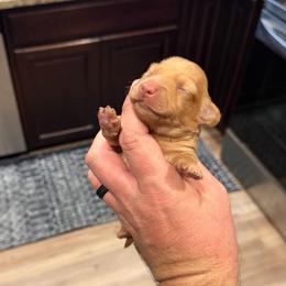 Frost AKC (3,220) - Red male Dachshund puppy in Indian Trail, North Carolina from Hilda’s Teenie Weenies