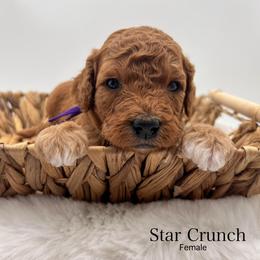 Star Crunch - Red  female Goldendoodle puppy in Sunman, Indiana from Brunsman Country Doodles LLC