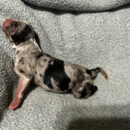 Robin - Blue merle female Australian Shepherd puppy in Saint Maries, Idaho from North Idaho Aussies