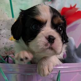 Poppy - Tri-color female Cavalier King Charles Spaniel puppy in Stilwell, Oklahoma from Love Bug Cavaliers