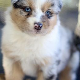 Tralala BM male 3 - Blue merle male Australian Shepherd puppy in Yucaipa, California from Oro’z Farm Aussies