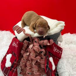 Pink collar - Yellow female Labrador Retriever puppy in Heath Springs, South Carolina from Rich Hill Retrievers