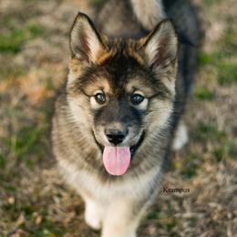 Alaskan Malamute Puppies from North Shore Alaskan Malamutes