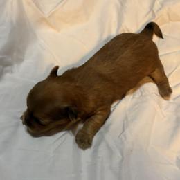 Levi - Tan male Yorkshire Terrier puppy in East Palatka, Florida from Patricia Diffey
