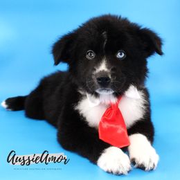 Black Bi 3 - 1 Blue eye - 1 Brown - Black & white male Miniature Australian Shepherd puppy in Pinehurst, Texas from Aussie Amor