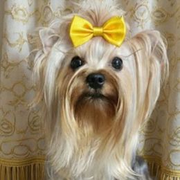 🌹Poppy🌹 - Yorkshire Terrier