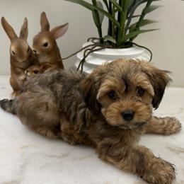 Bogey - Red sable male Havanese puppy in Semmes, Alabama from Hayden's Havanese