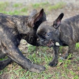 French Bulldogs from All About Frenchies