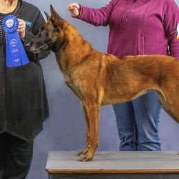 Belgian Malinois puppies from Fromage Malinois