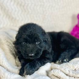 Violet - Black female German Shepherd puppy in Augusta, Wisconsin from Wehrhaus German Shepherds