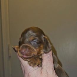 Boy 4 - Chocolate and tan male Dachshund puppy in Lansing, Michigan from Black Thunder 517 Cane Corso and Dachshunds and frenchies