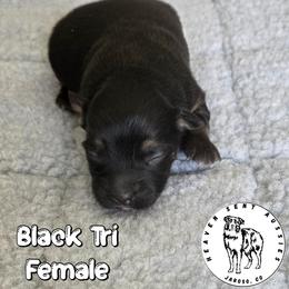 Zena - Black tri female Miniature Australian Shepherd puppy in Jaroso, Colorado from Heaven Sent Aussies