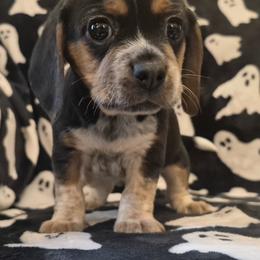 Patsy - Black tan and white female Beagle puppy in Salina, Kansas from Peace Love frenchies