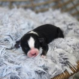 Boy 4 - Black tri male Miniature Australian Shepherd puppy in Killen, Alabama from Wilkers Wholehearted Mini Aussies